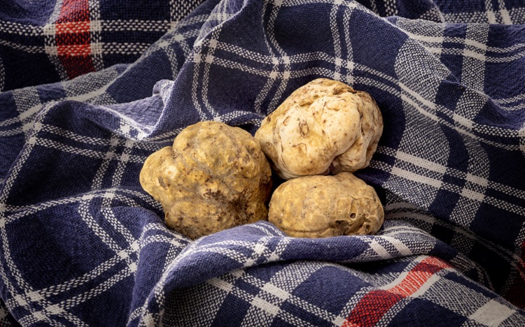 tartufo bianco